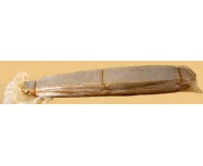 Bottarga di tonno 230/280 gr circa