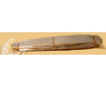 Bottarga di tonno 230/280 gr circa